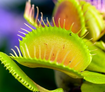 Dionaea,Muscipula,,,Known,As,Flytrap,,In,Closeup,,Isolated,On