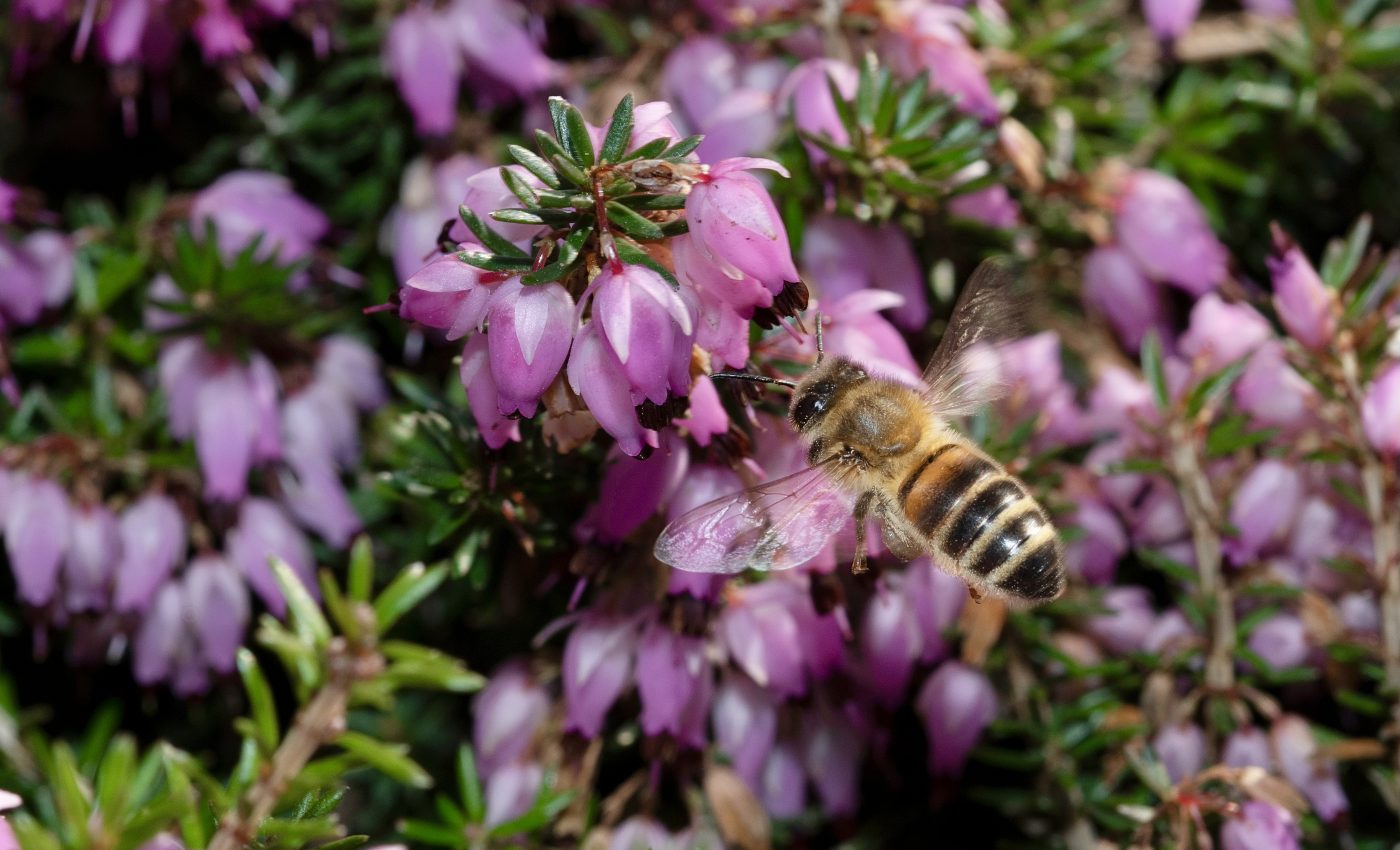 Bee conservation relies on plant diversity