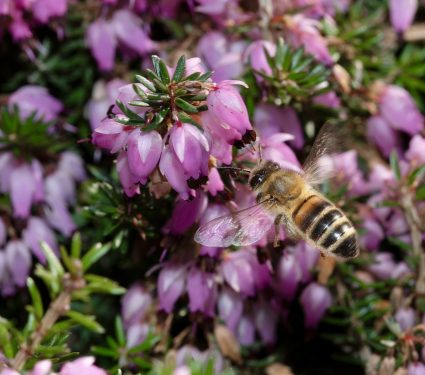 Closeup view of a bee surfing on violet calluna vulgaris flowers