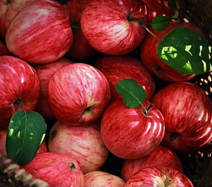 Wicker basket with red ripe apples in the garden.