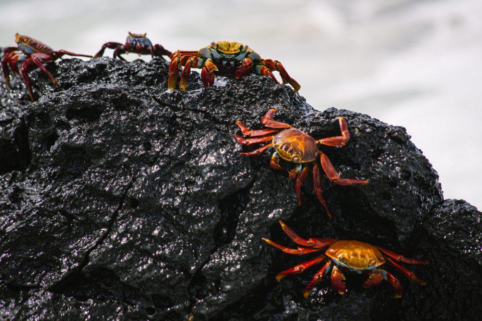Arthropods