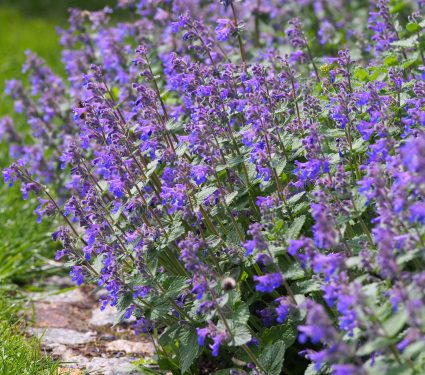 Nepeta,Faassenii,(catmint,,Faassen's,Catnip),In,Full,Bloom