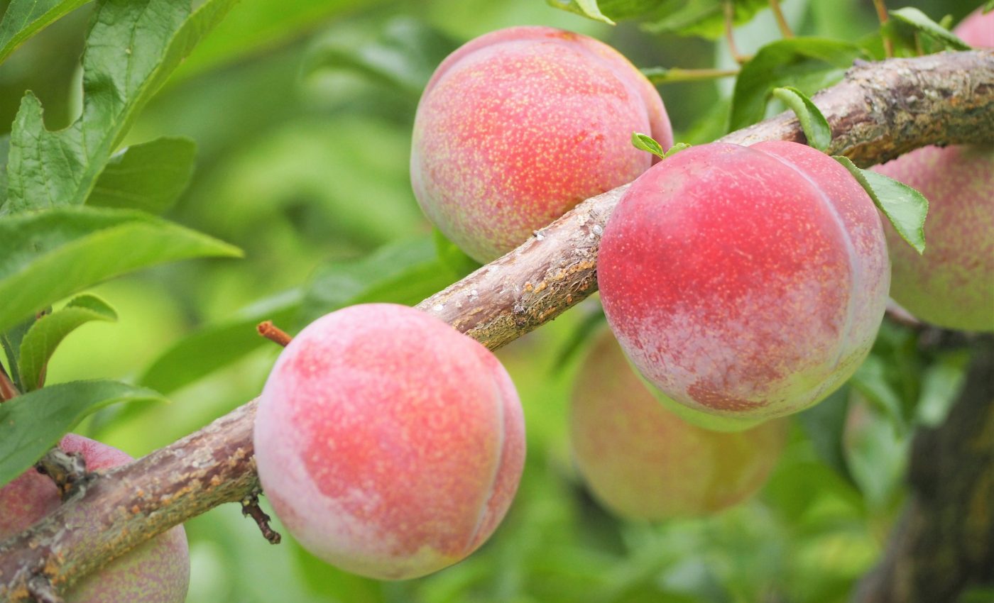 Wild peaches are genetically equipped to handle climate stress