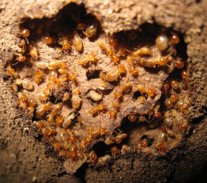 Colony,Of,Subterranean,Termites,Build,Nest,Beneath,The,Tree,Bark.