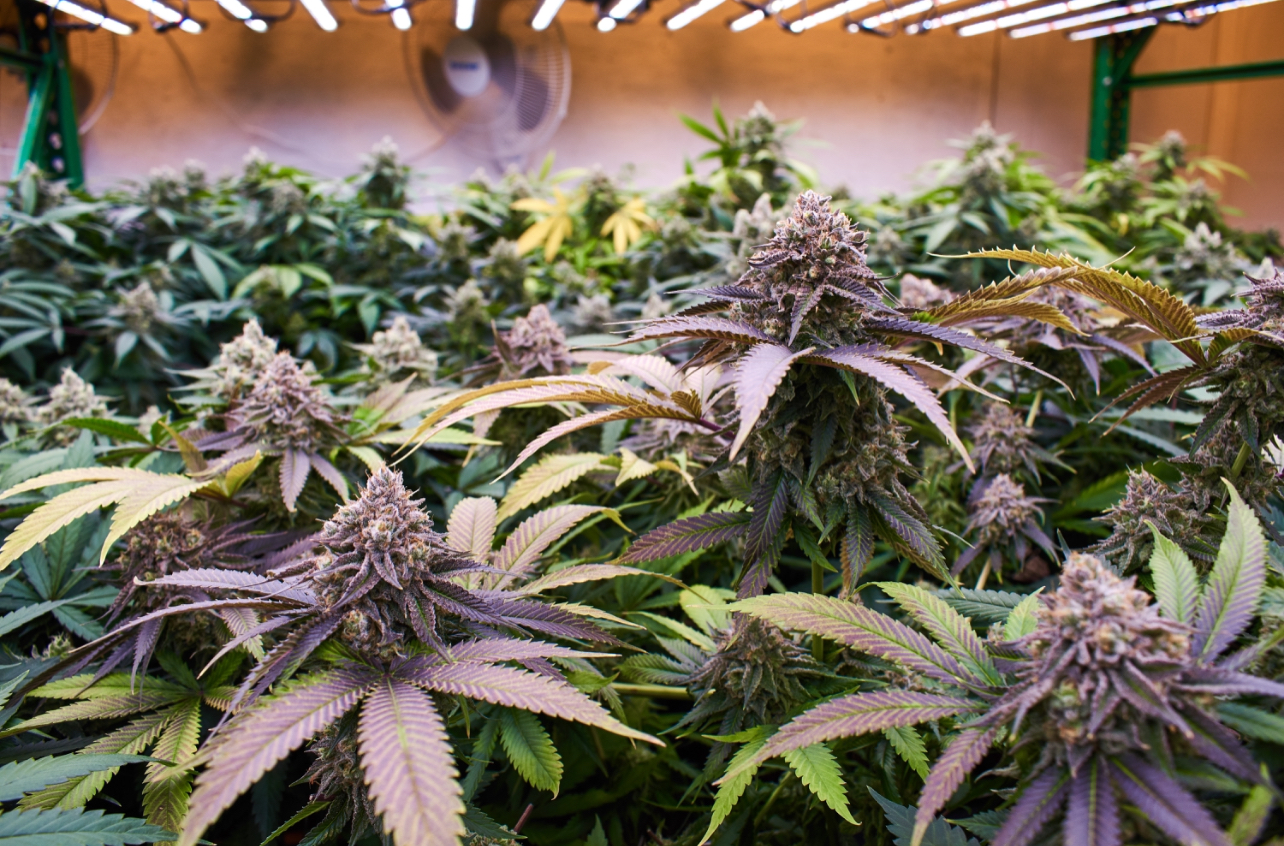 Booming cannabis industry is not eco-friendly