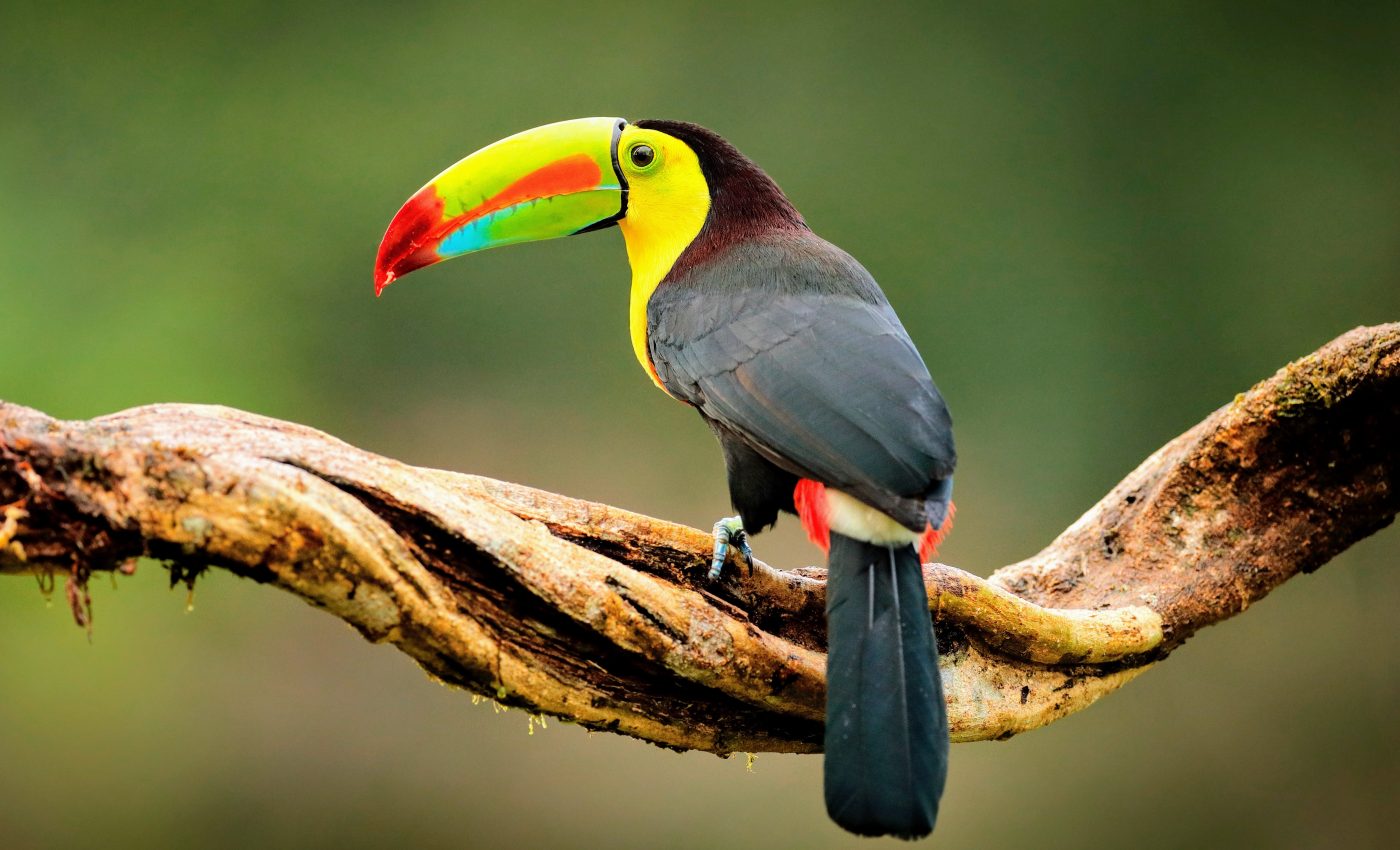 "Astonishing reduction" in bird habitats found in Colombia