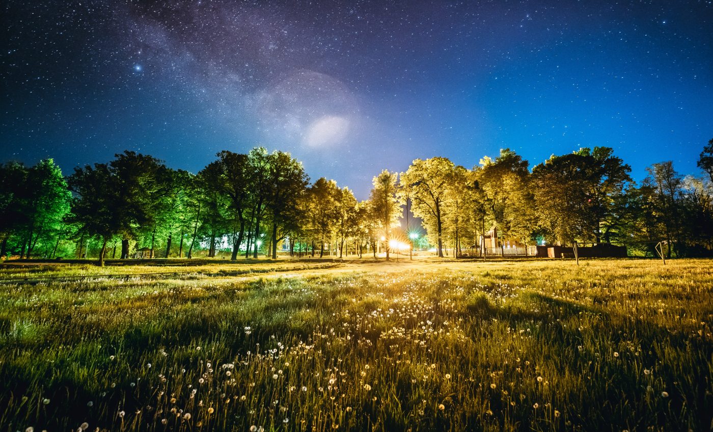 Artificial light disrupts plant pollination, even during the day