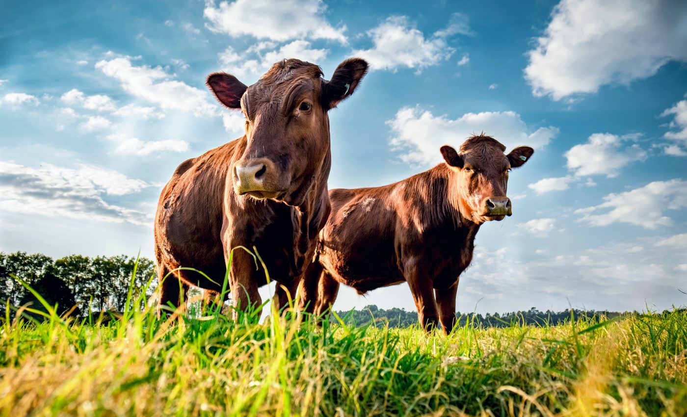 Seaweed supplements reduce livestock methane emissions