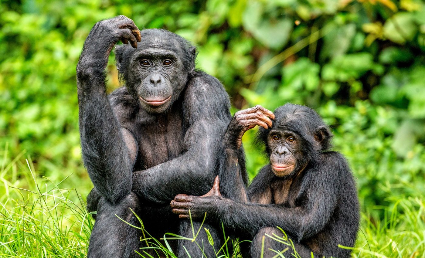 Wild bonobos adopt infants outside of their social group