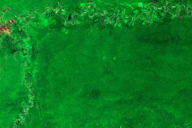 The Amazon rainforest in the Amazonas