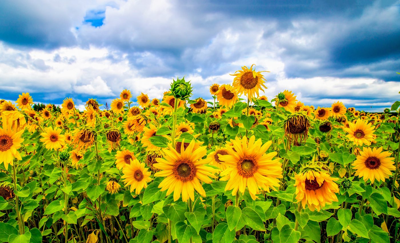 Plants with short lives are more sensitive to climate change