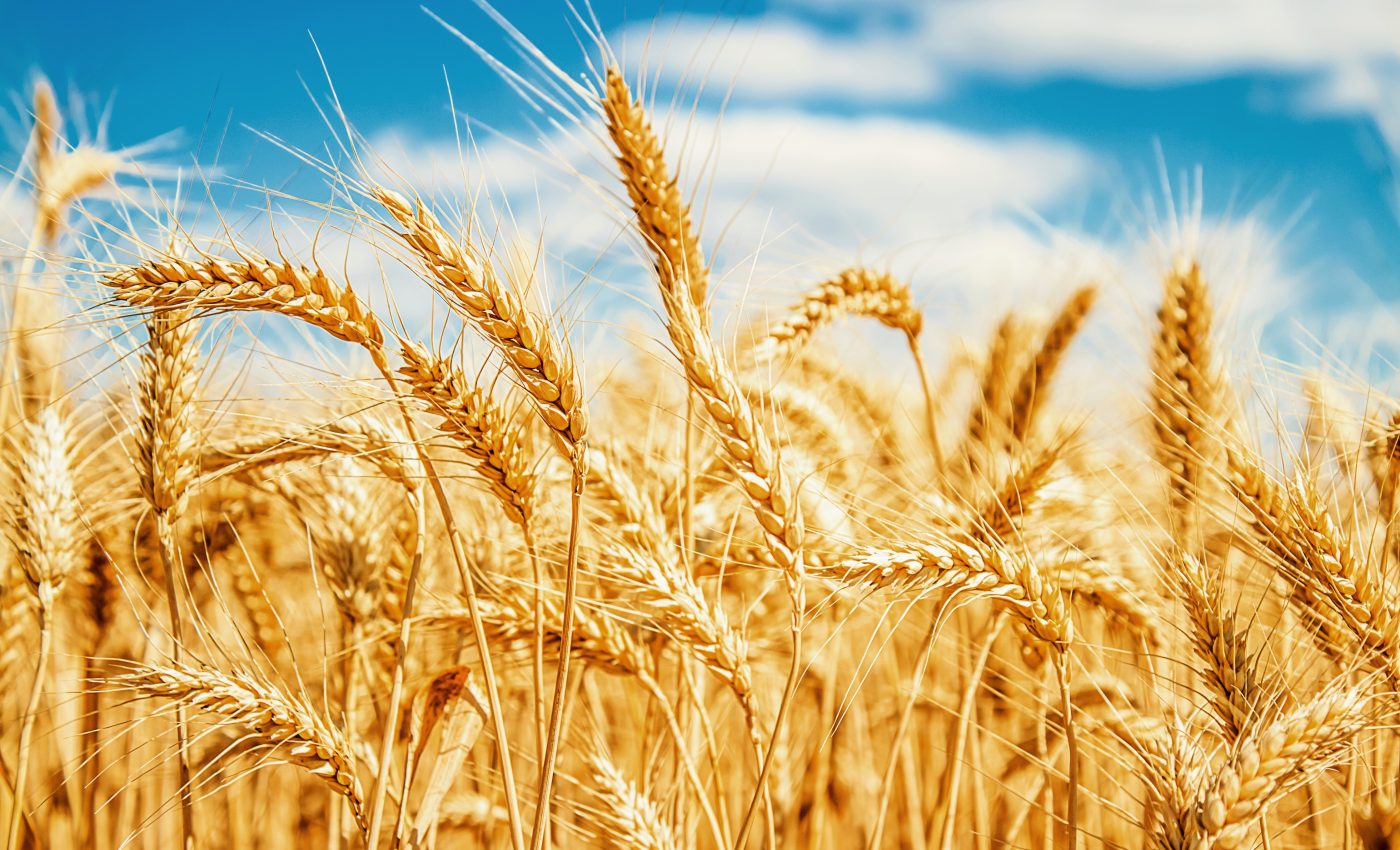 Bacteria can activate heat tolerance in crops