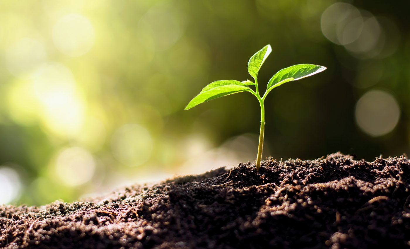 Soil will release more CO2 as plants hit a growth spurt