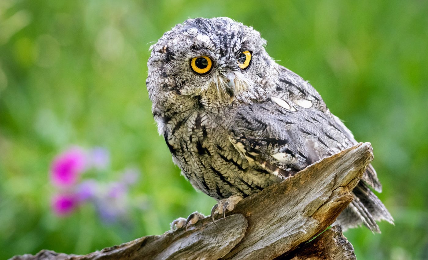 Two new species of screech owls are already critically endangered