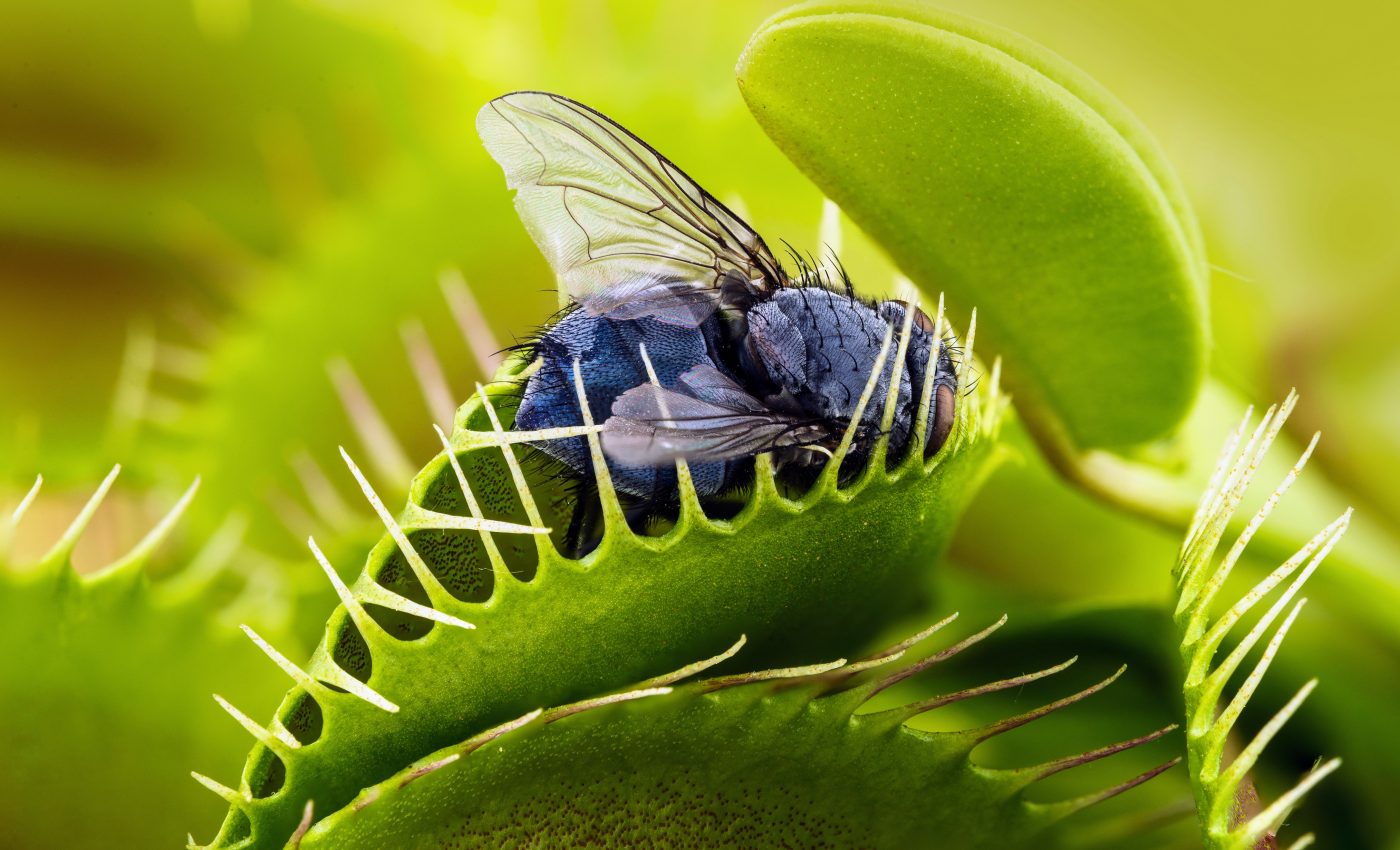 Study sheds new light on how Venus flytraps sense touch
