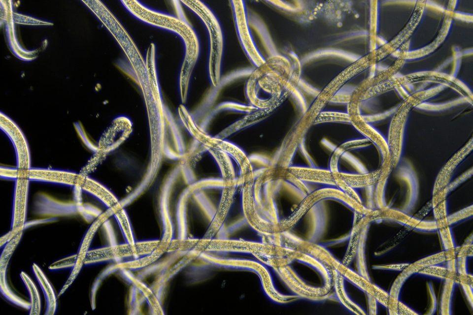 Nematodes
