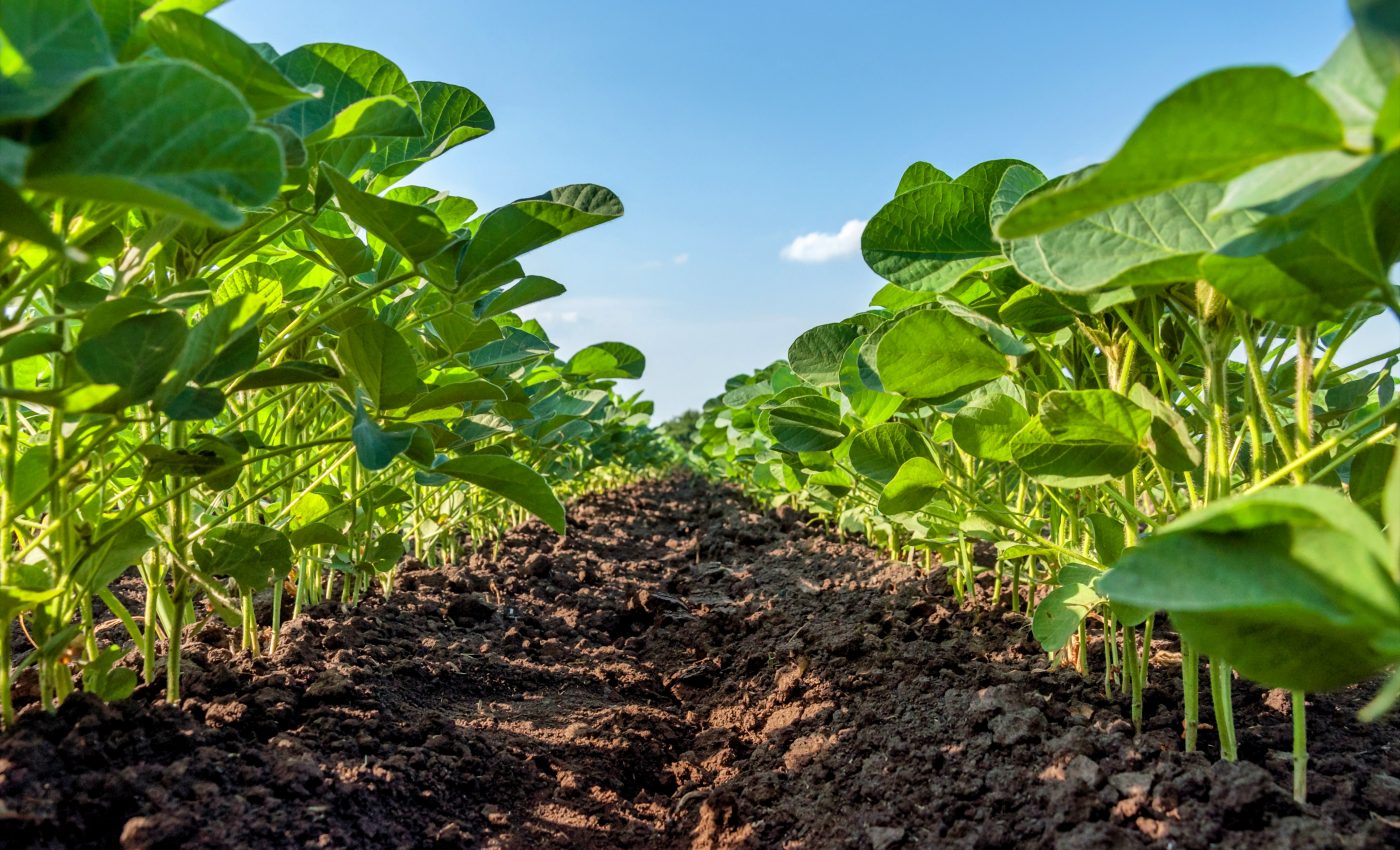 Plants play a major role in mercury cycling