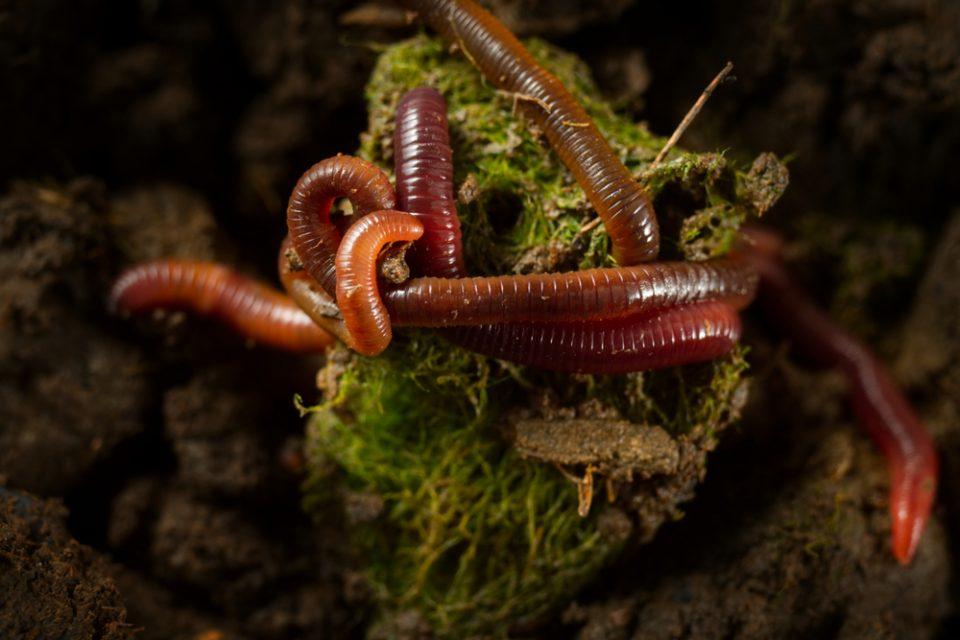 Annelids