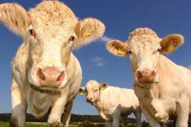 2021/04/cows-1029077_1280.jpg