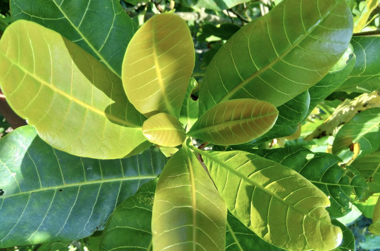 Tropical trees with thick leaves may thrive in higher CO2 conditions