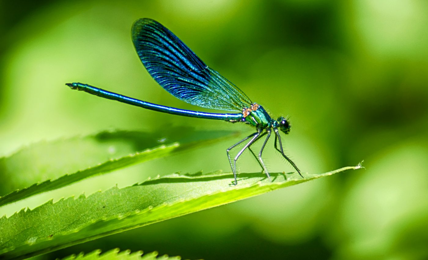 Dragonfly wings inspire antibacterial medical implants