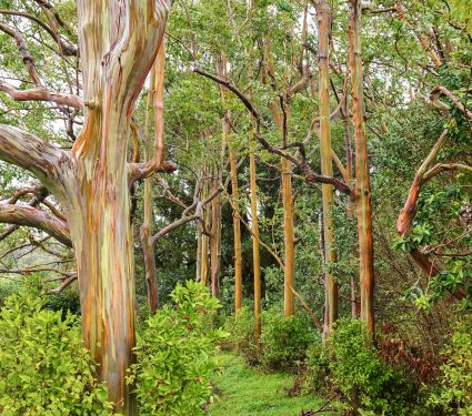 Rainbow Eucalyptus Trees, Maui, Hawaii, USA
