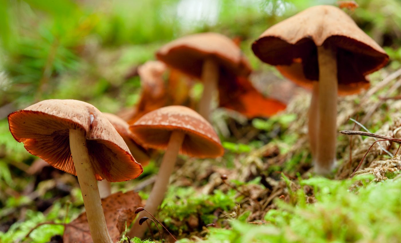 Compound in magic mushrooms effectively treats depression