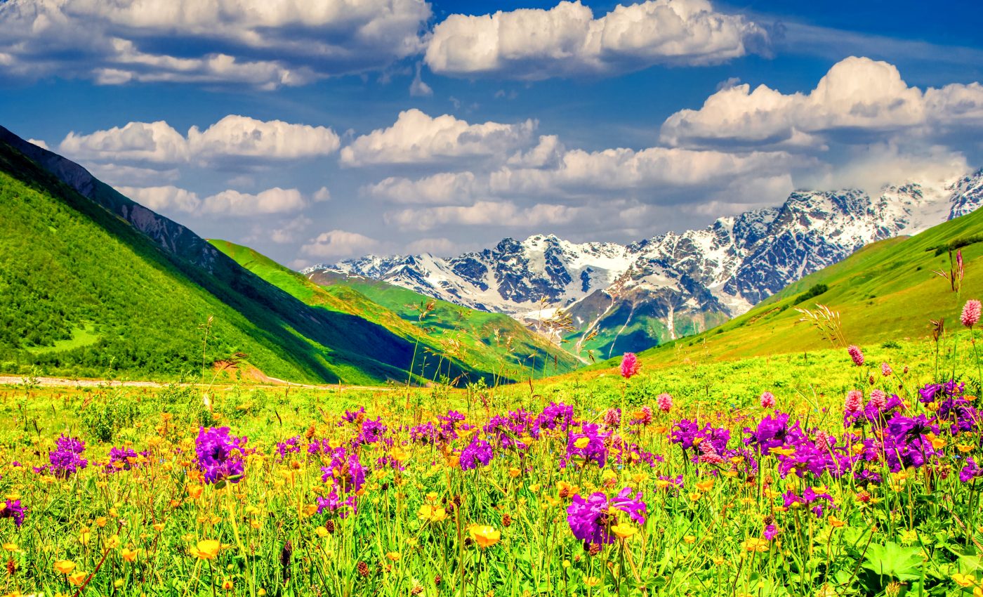 Alpine plants are gradually losing their protective snow cover