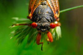 A,Macro,Head,Shot,Of,A17-year,Cicada.,They,Live,Underground