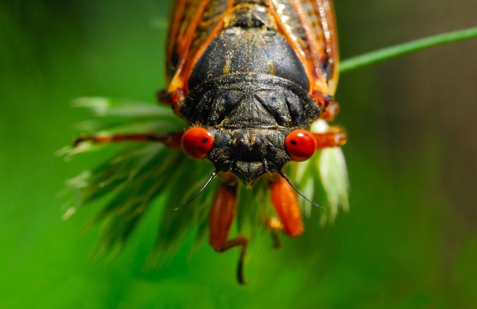 The Cicadas Are Coming: Brood X