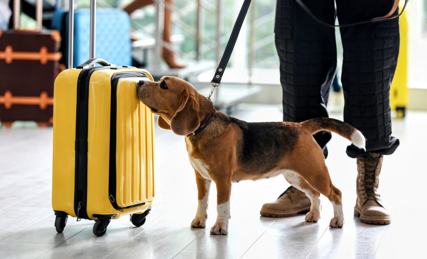 Dogs can sniff out coronavirus with 96 percent accuracy