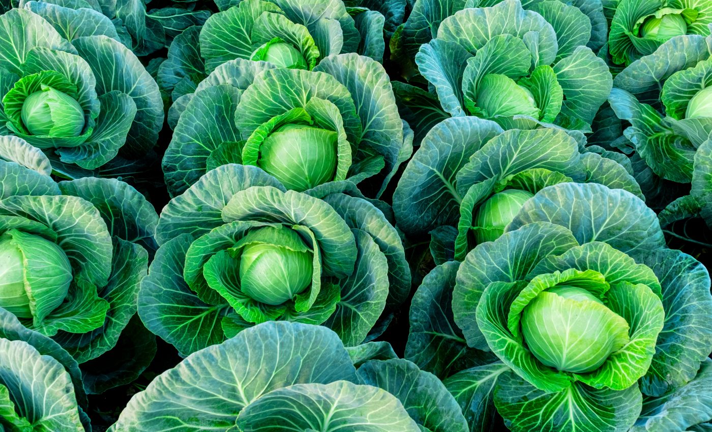 What makes plants change their growth habits?