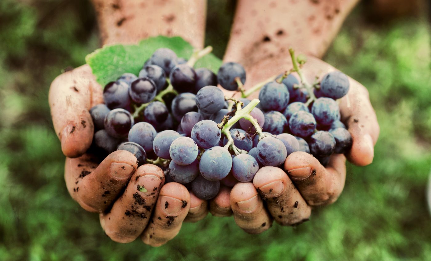 Biotechnology must be embraced to protect food security