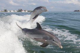 Bottlenose,Dolphin,(tursiops,Truncatus)