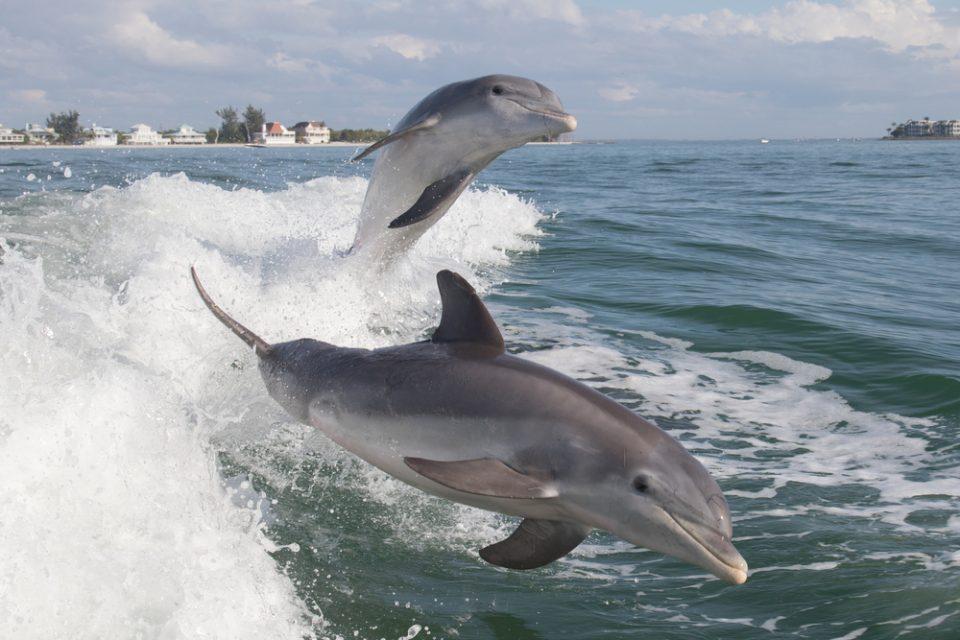 Are Bottlenose Dolphins Really That Smart?