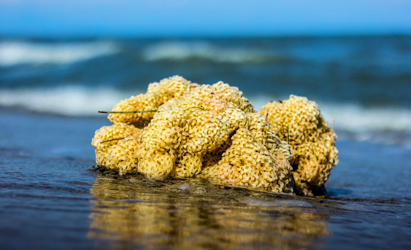 Sponges are mysteriously moving across the Arctic seafloor