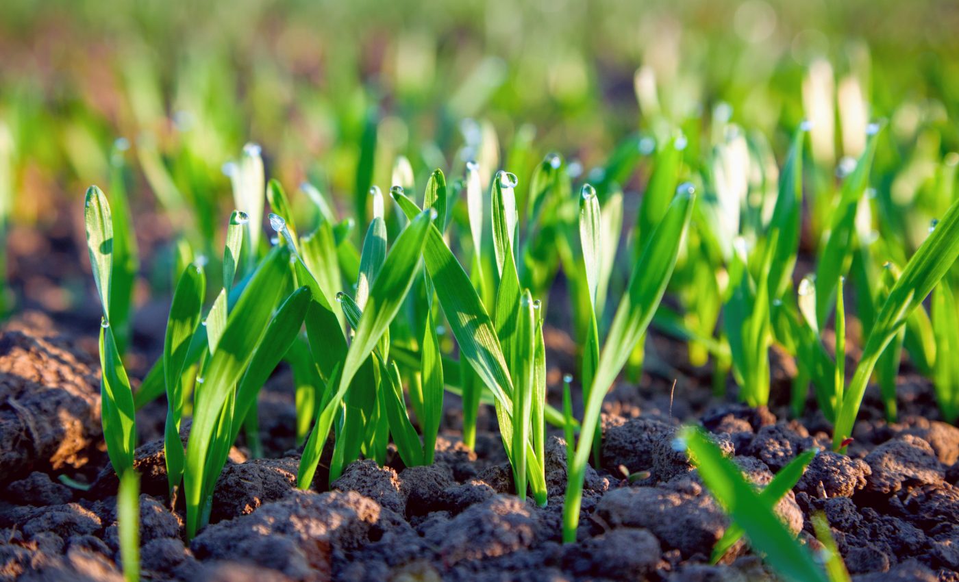 Grass crops steal genes from their neighbors to evolve faster