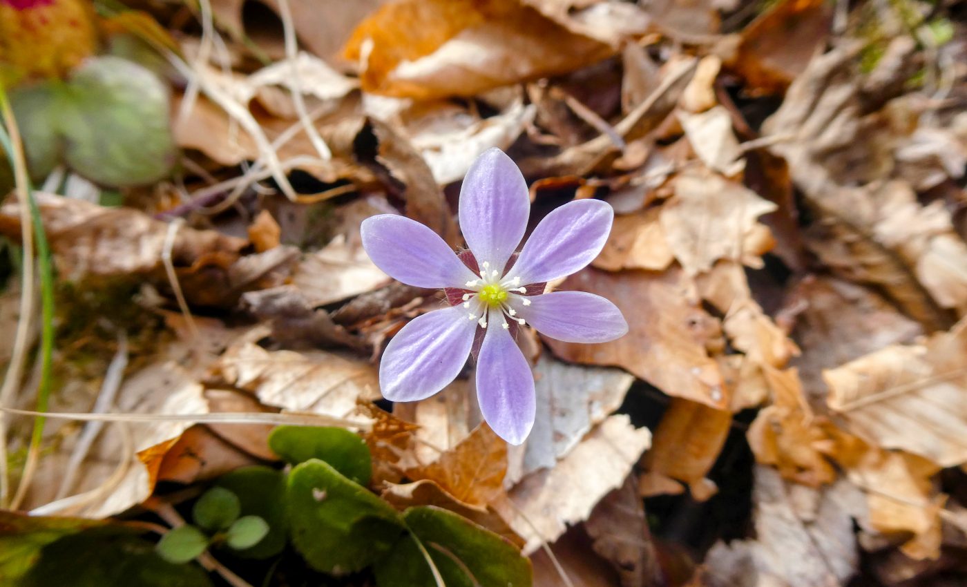 Forest flowers are critical for the survival of bumble bees