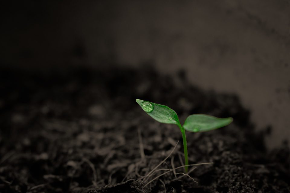 Things You Forgot in High School: Photosynthesis in Plants