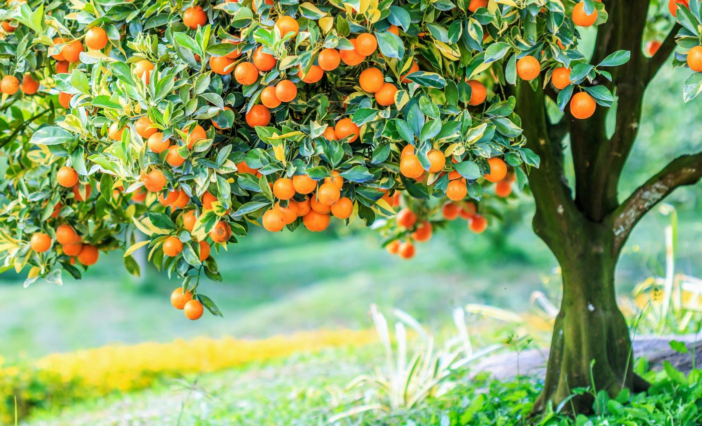 Plant circadian systems may be key to sustainable farming