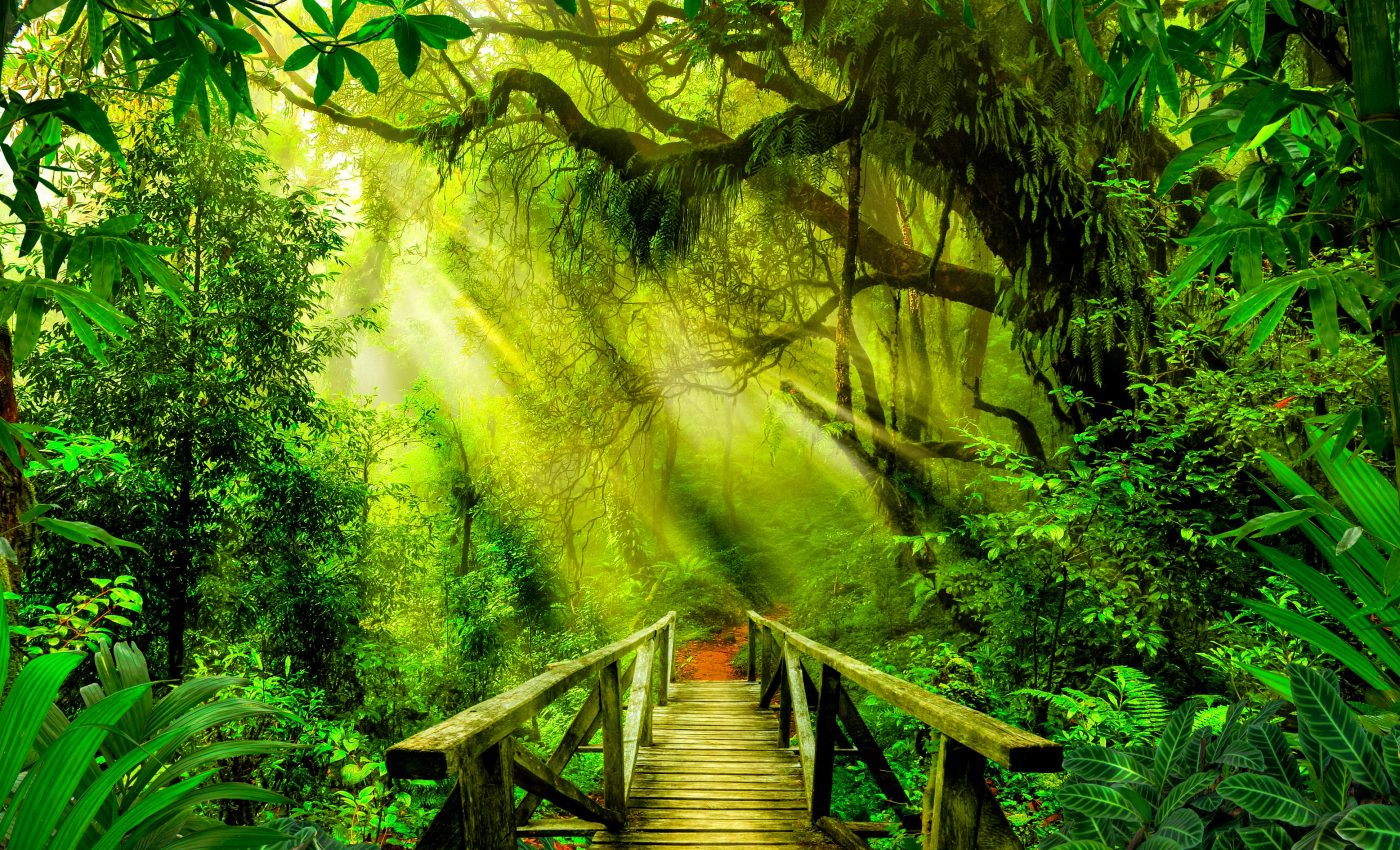 Extraordinary biodiversity found in ancient Asian rainforest