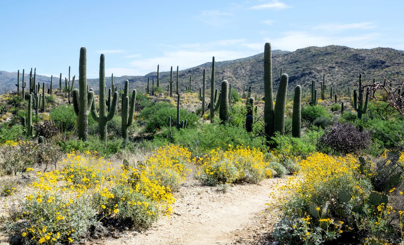 Plant diversity will decline along with rainfall in dry regions