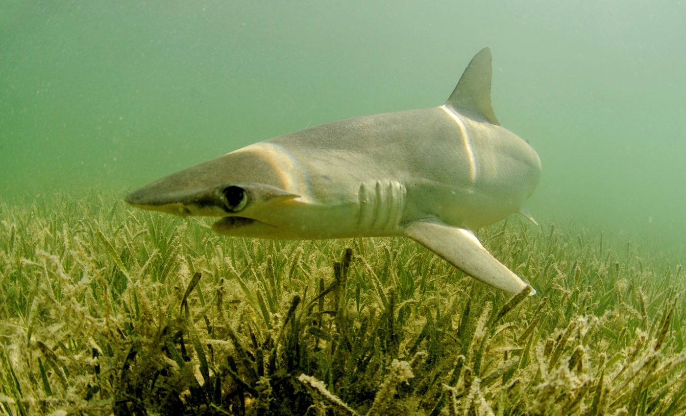 Sharks use Earth's magnetic field for long migrations