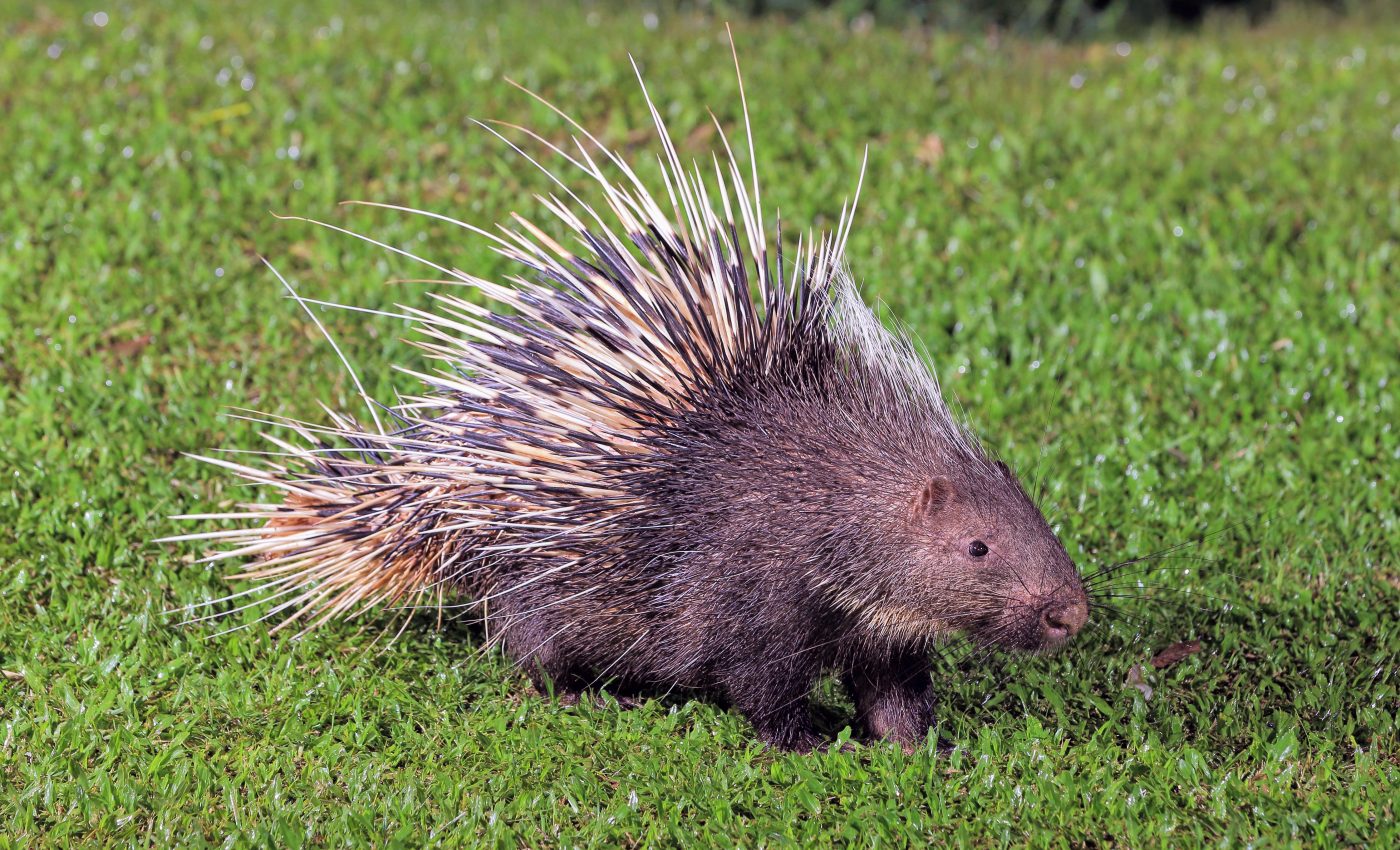 Porcupines are exploited for meat and medicine in Indonesia