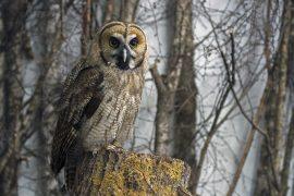 2021/05/great-grey-owl-hybrid-3016287_1280.jpg