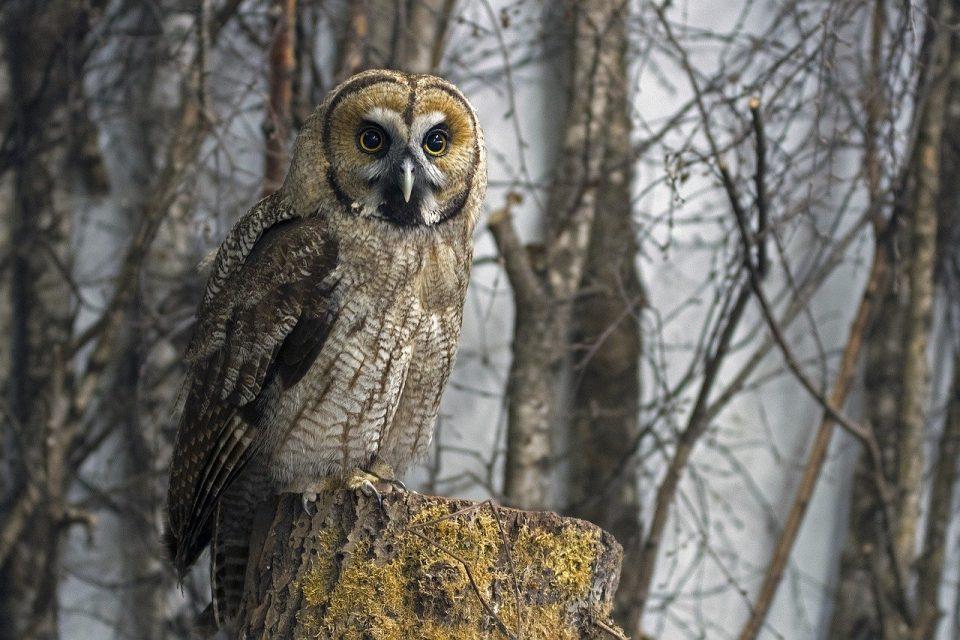 Mysterious Creatures of the Taiga Biome