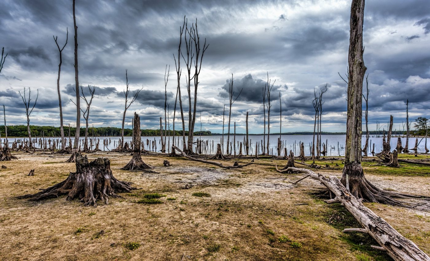 Ghost forests release greenhouse gas emissions in "tree farts"