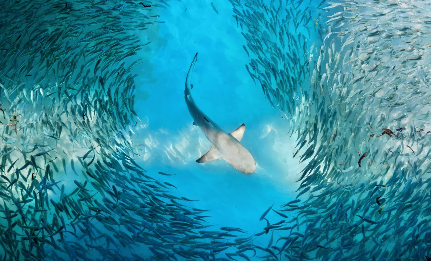 Artificial insemination project confirms "virgin births" in sharks