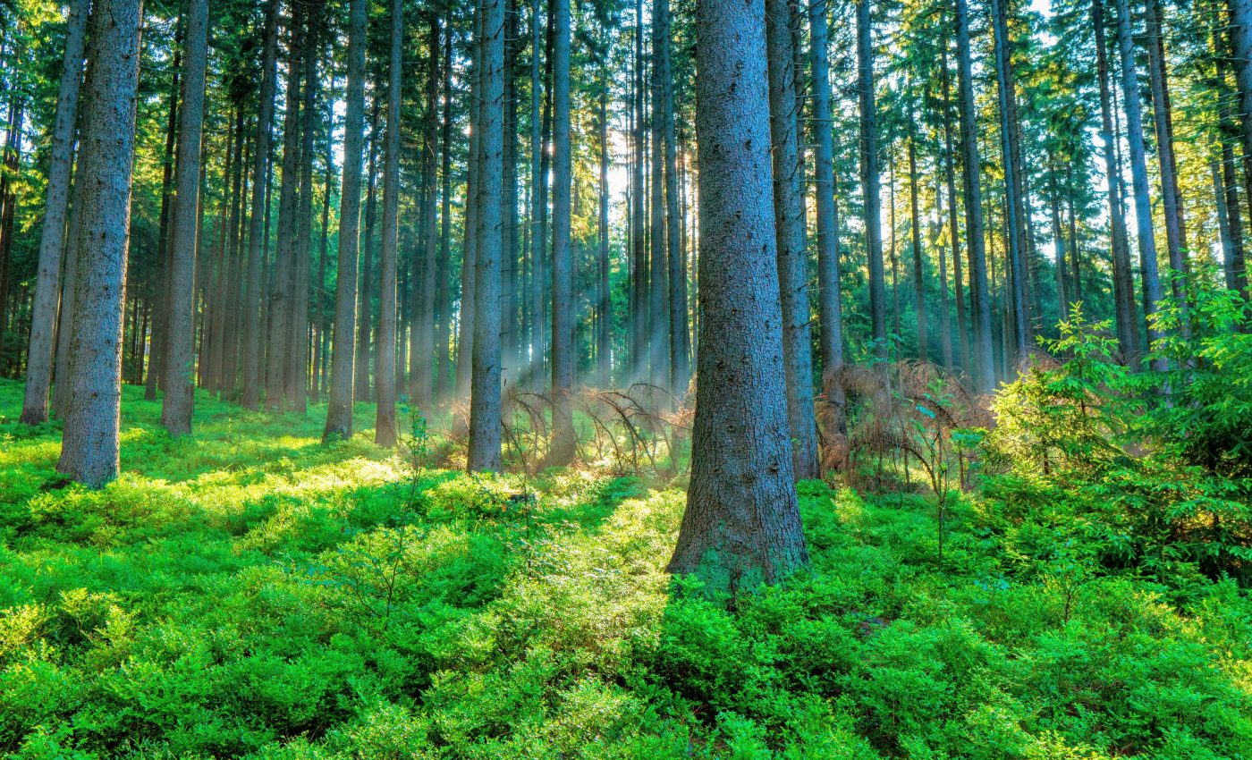 Instead of planting trees, keep forests healthy