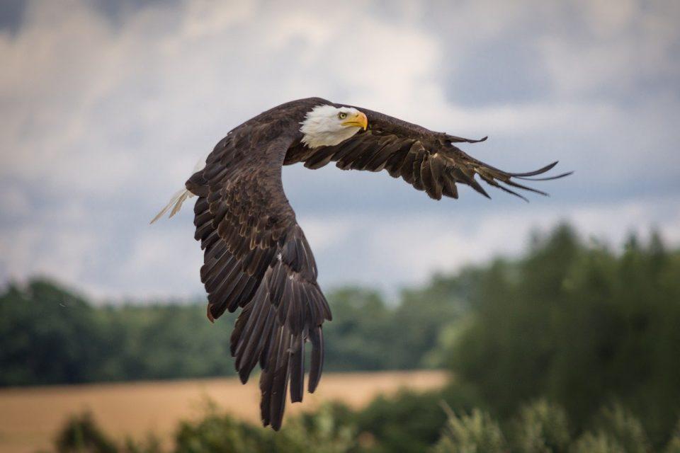 A Brief History of the "Endangered Species Act"